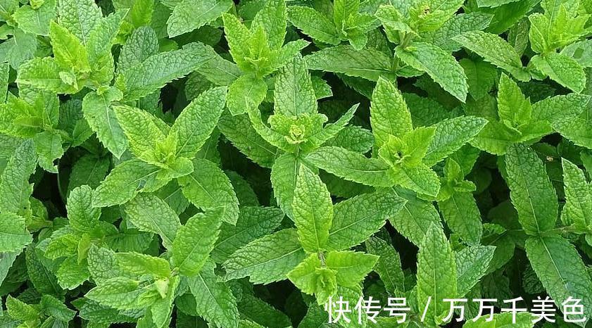 湿润|薄荷调味又养眼,阳台种1盆,新叶蹭蹭长