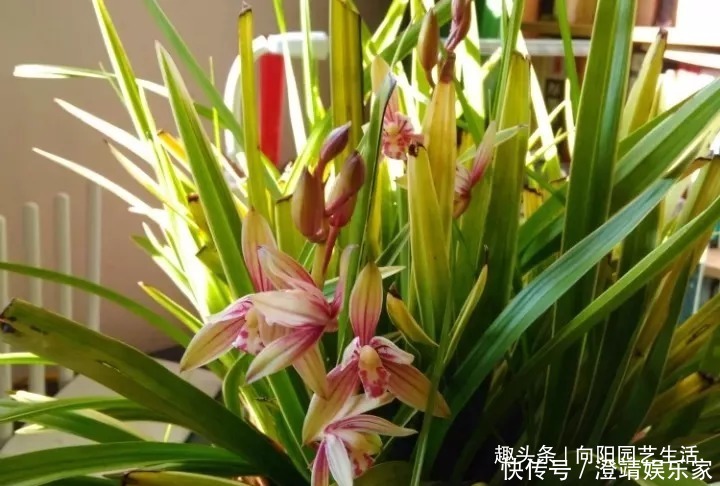 瓜子|给兰花换盆换土，加入这3种“宝贝”，疏松又透气，不烂根长的壮