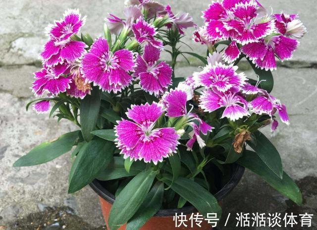 大丽花|石竹花、大丽花、仙客来、飘香藤，冬日养殖，砰砰开花