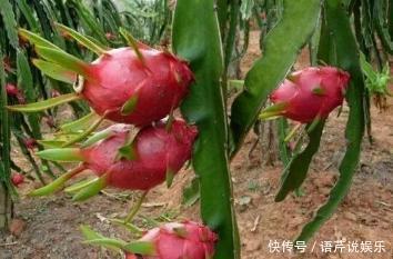 水果|立秋后，几粒“种子”扔盆里，10天成盆栽，来年“果子”挤爆盆