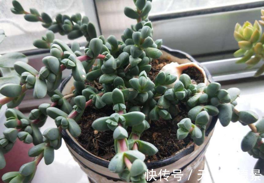 夏季盆栽多肉,叶子干瘪褶皱?内行人才知道原因不止是缺水