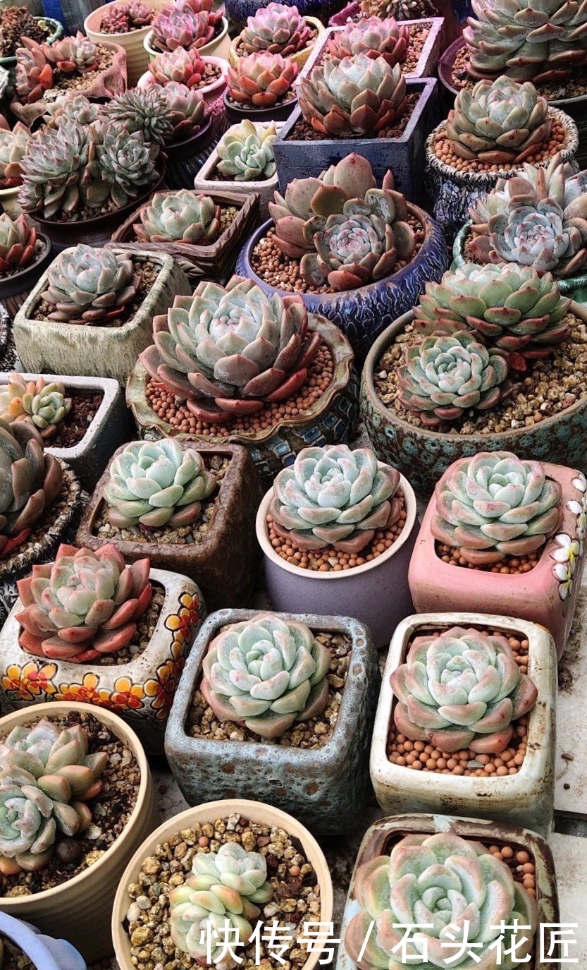 解决|摆了1墙壁的多肉,徒长“大长腿”、远看像绿萝,教你3个方法解决