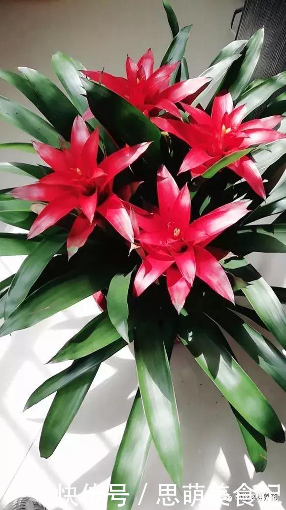 这些花千万别乱晒太阳,晒一盆死一盆