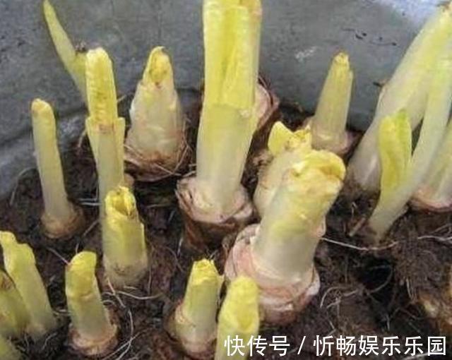此种“废根”可以当盆栽,埋花盆里7天,长成“黄金菜”,1斤30元