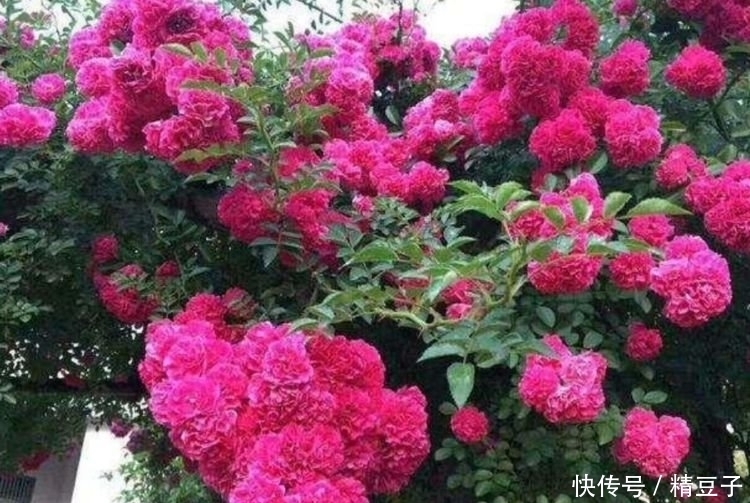 4种花养在家里,花色丰富,花姿美丽,花香怡人