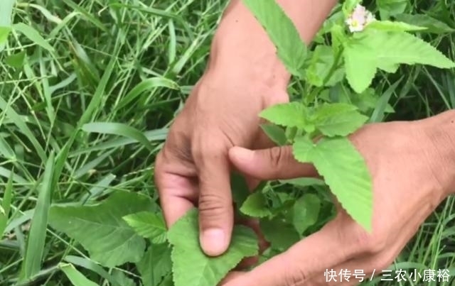 专治|玉米地里长了一种天然“皮炎平”,专治各种皮肤病,遇到请珍惜!