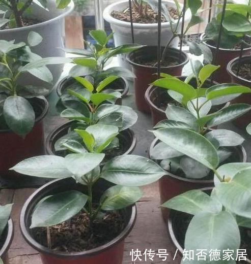 扦插|这五种花儿，一个枝条就能种，爬藤爬满墙，开花又多又漂亮