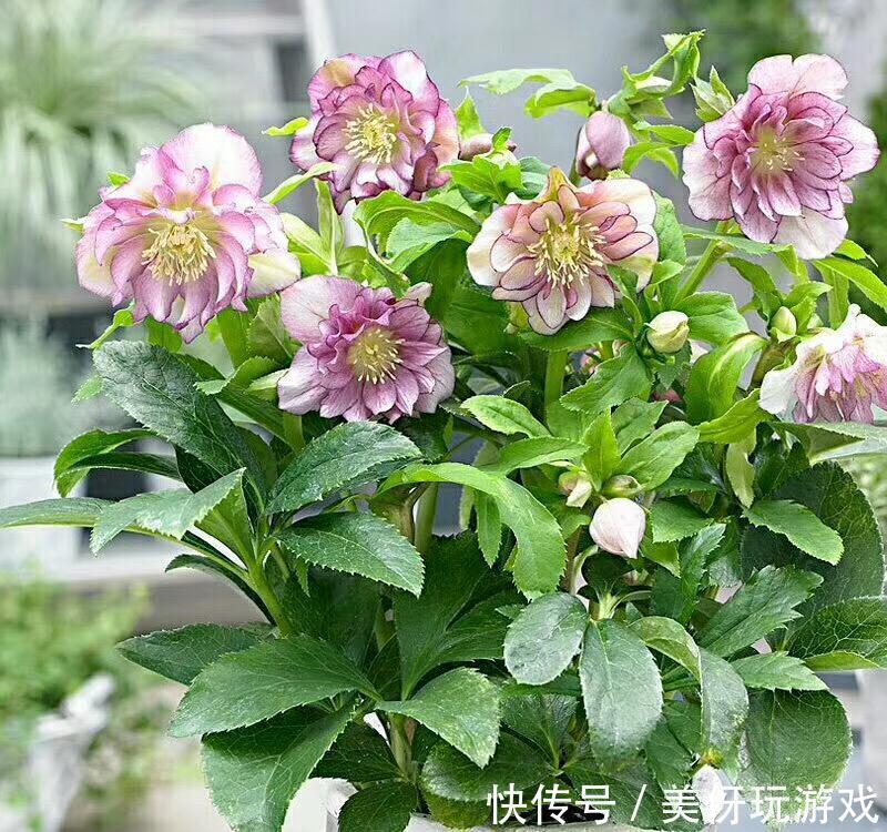 8种耐寒的花,漂亮又好养,低温也开花,又美又仙开花200天