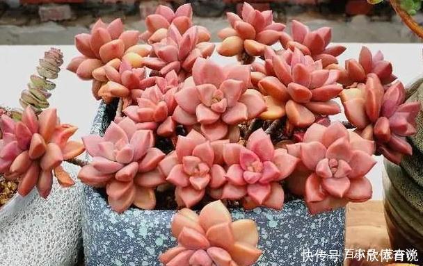 扔土里能疯长一大片的多肉,半年能占领院子!