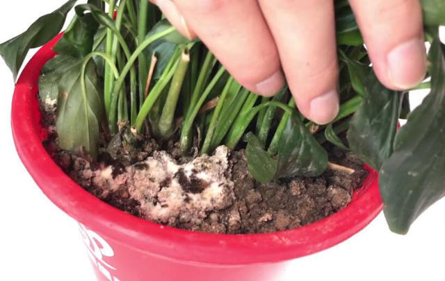 花盆|花盆里滋生小虫子怎么办花卉市场老板教我一招，虫子不再有！