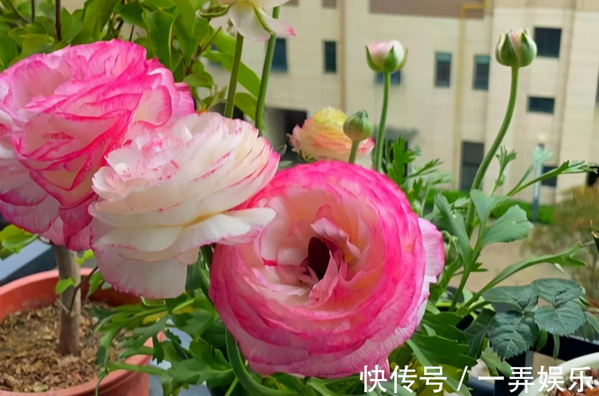 被名字耽误的“三种花”，名字虽土颜值高，关键是高温夏季也勤花