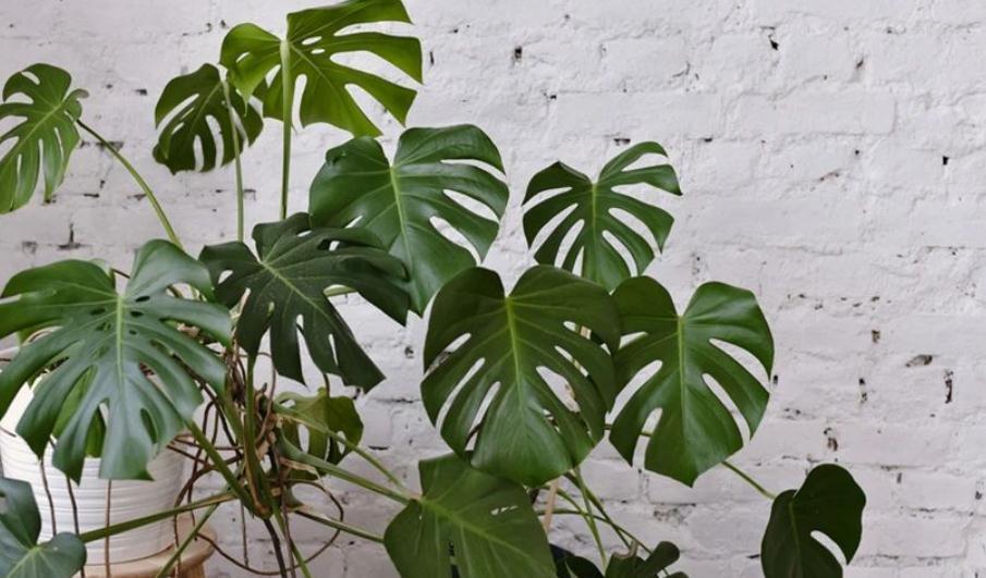 家庭盆栽龟背竹该注意什么？弄懂这些，养好不难