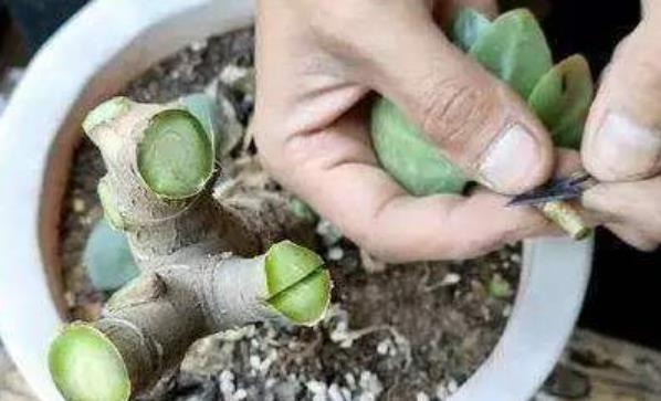 成活|长寿花“嫁接”开花多,几个“关键点”要注意,不然后期问题多!