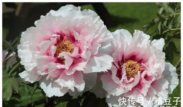 桃花运|未来7天桃花运撮合，百年姻缘从天降，福气足的4生肖