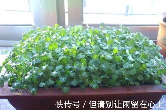 超市|逛超市2种菜要买带根的,栽到花盆里,能当绿植养,采收一整年!