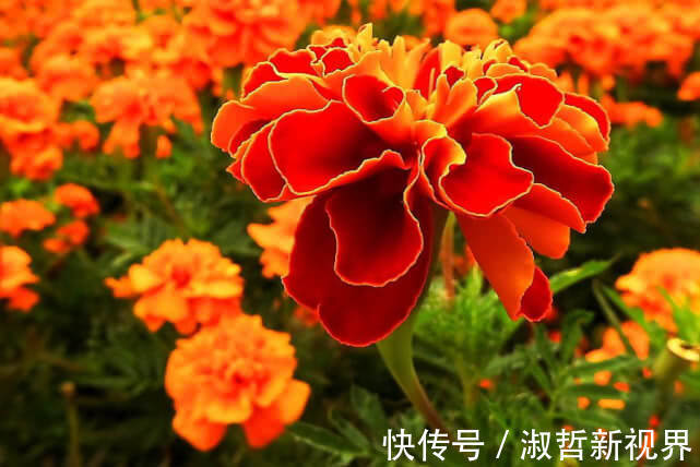 三色堇|沾土就活的“5种花”,适合新手养,夏天轻松爆,阳台满光彩