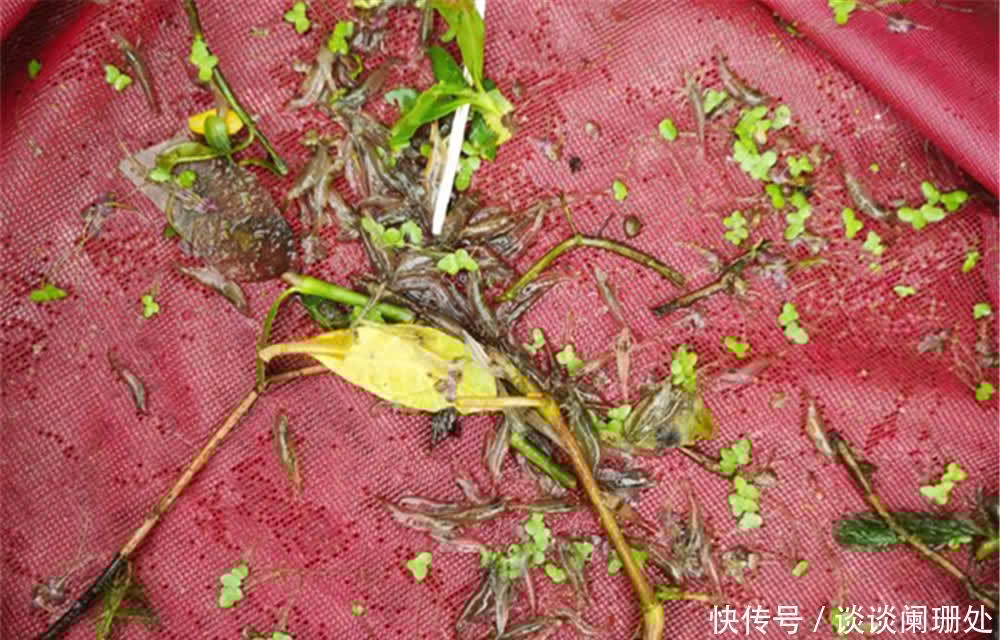 芦苇丛|真正的万能钓饵是虾，不是蚯蚓！野钓用虾作饵，有出奇制胜之功效