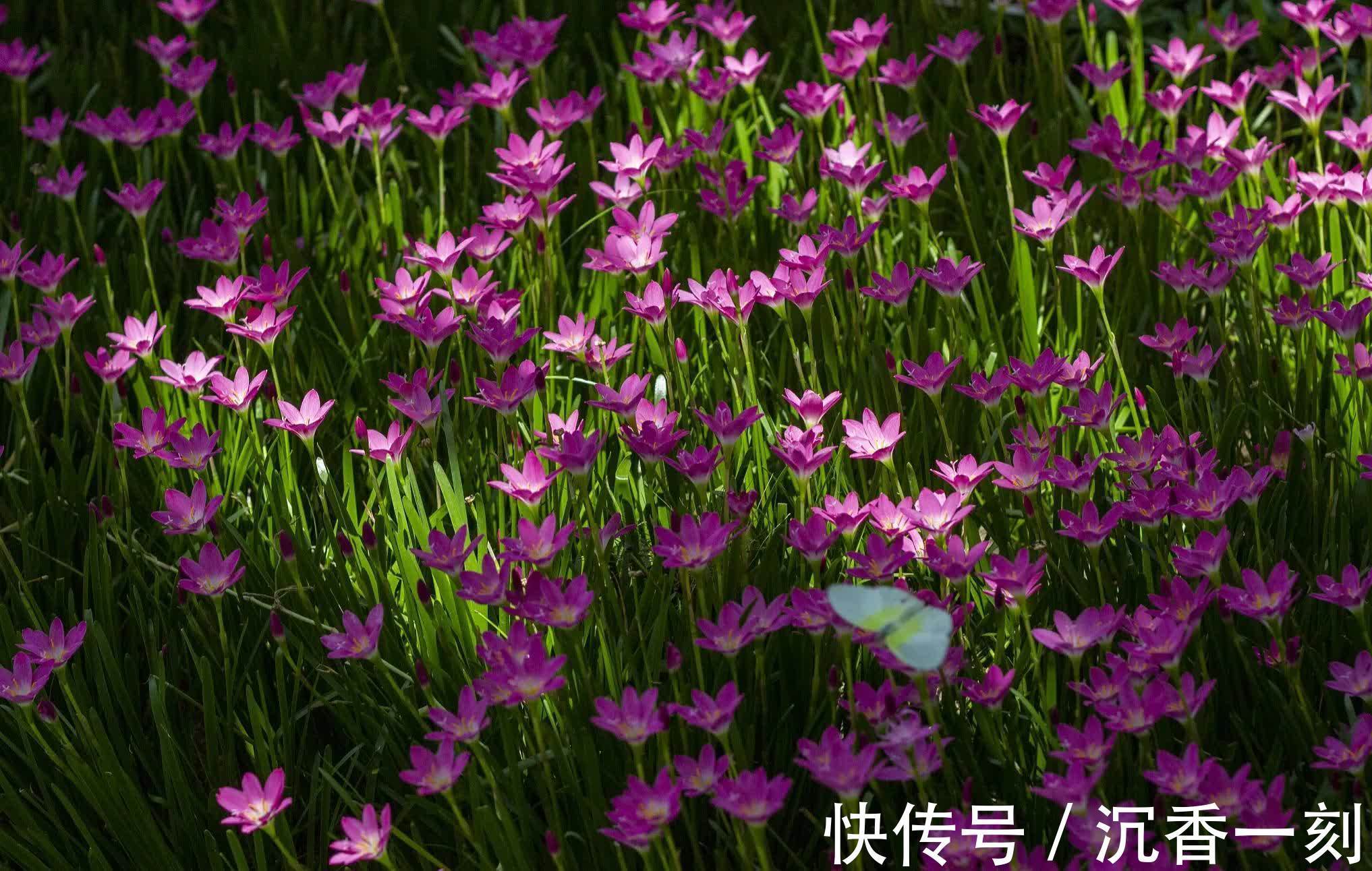 茉莉花|10种代表夏天的植物，我觉得是这些，你认为呢？