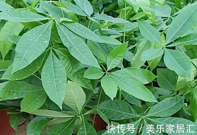 家里有4种植物,冬季一定要控制浇水,不然很容易烂根死亡