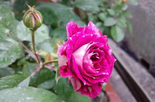  开花|3种超好养的盆栽花卉，全年开花，花多易爆盆，太美了