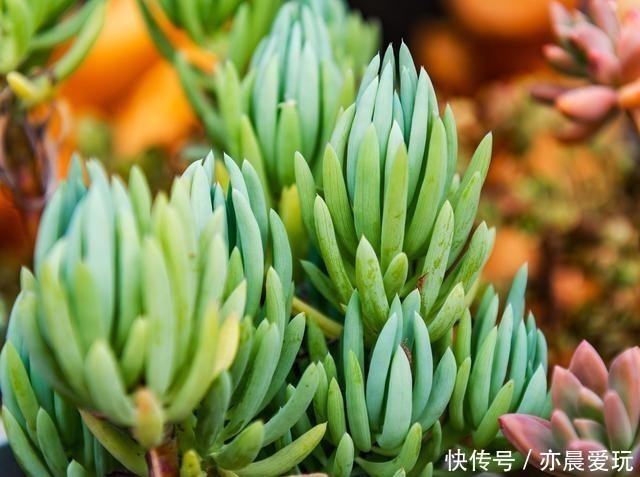 根系不好的多肉|根系好的多肉,平时有这3种表现,及时培养快速长成老桩