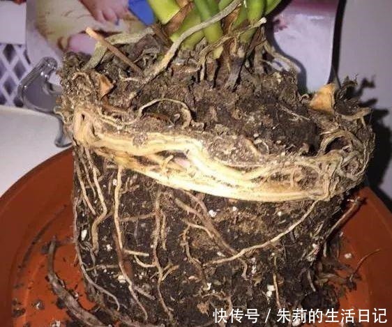 出门最容易“捡到”的5种花，拿回家剪几刀，不花钱成好看盆栽！