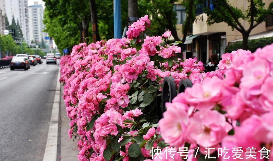 月季花苞下垂低头的4个原因,终于知道怎么回事了