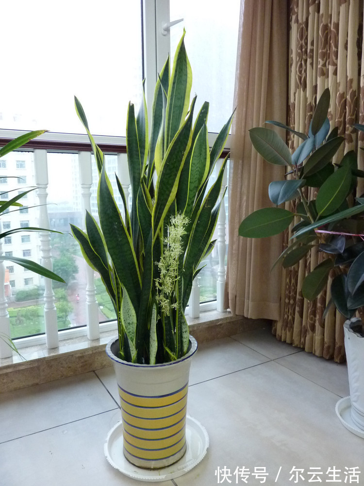 封闭的楼房养花,首选这6种,都是净化小能手,养在家里利于健康