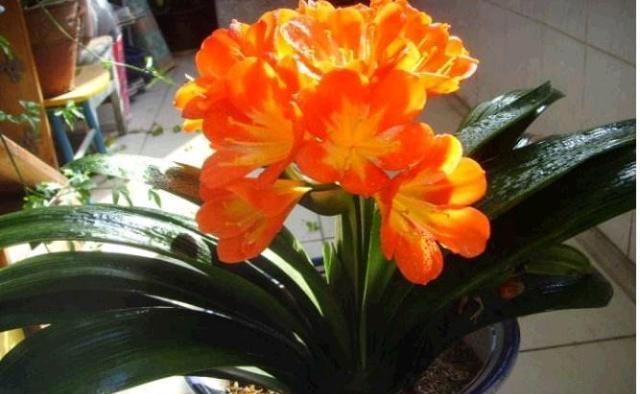 君子兰,两种“零食”喂下去,叶肥花多,爆满盆