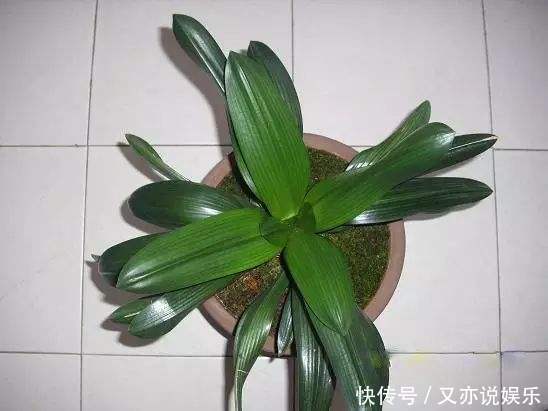 养好君子兰,首先要“戒掉”3个坏习惯,要不烂根、不长、不开花