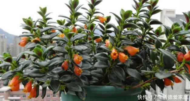 崽子|养金鱼吊兰,学1招猛爆崽子,2周根须长满水培瓶