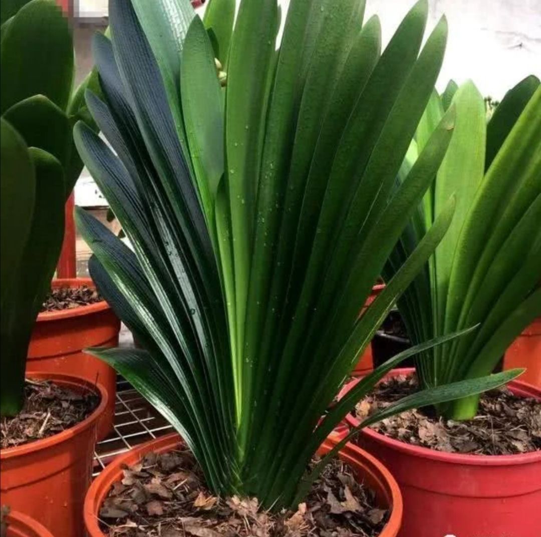 11月养君子兰，及时补上2种肥，叶子油绿光亮，促进抽箭开花