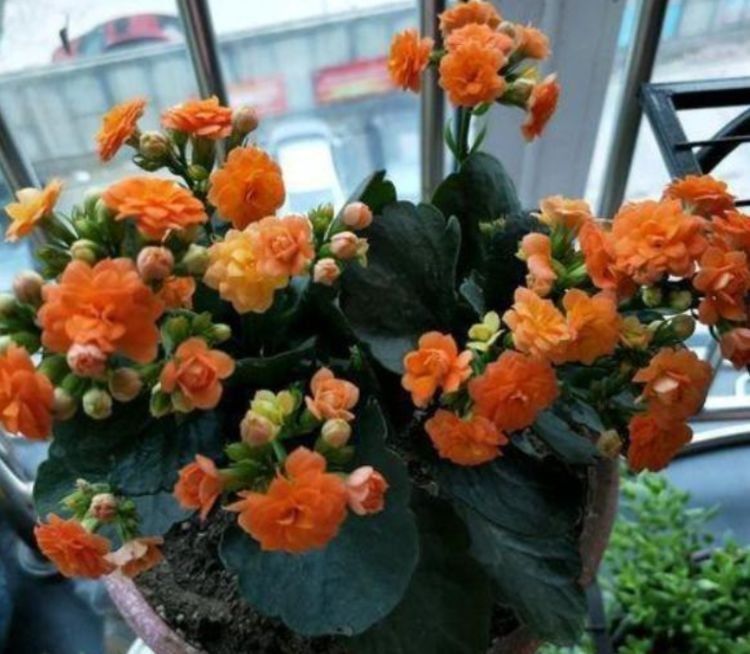 养花|养花，选些好养易爆盆的花朵，个个花开爆满盆，叶绿花美