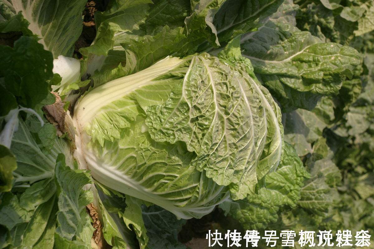 小白菜|吃完白菜一小时内,不能碰此物,却有很多人不清楚,早知早好