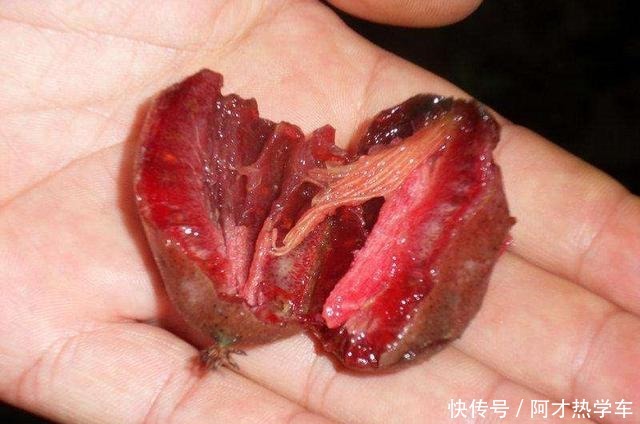 院子里不要在养花,栽种2株此果树,结果美味可口,好样易成活