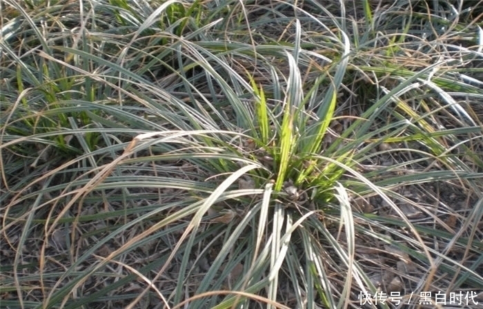 野花野草|农村这种野草，被誉为“长命草”，价值珍贵，可惜知道的人不多！