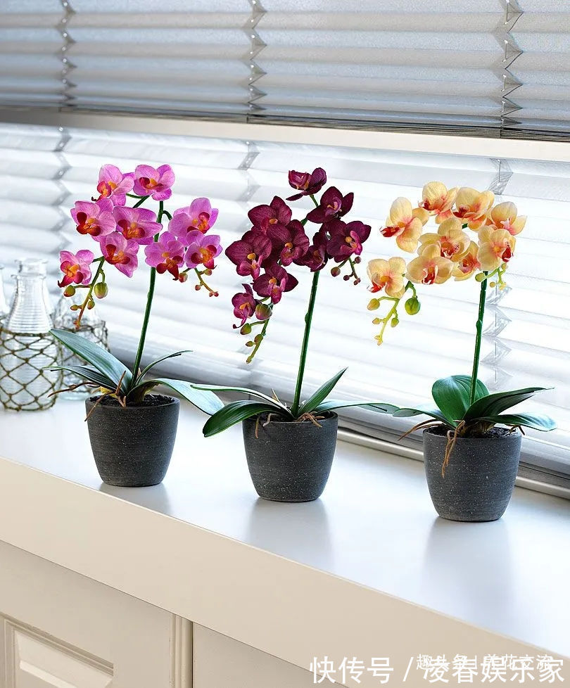 一年四季可以养在室内的开花植物和观叶植物,附新手养护教程