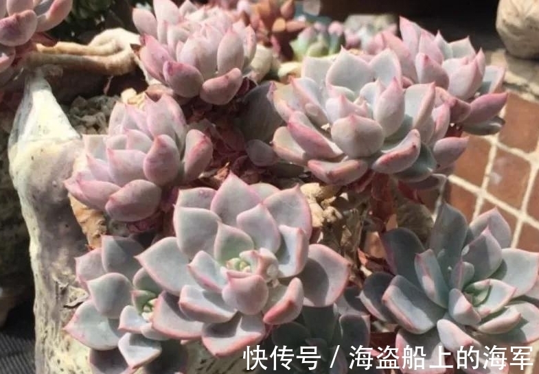 浇水|多肉中的美人胚子红粉佳人,掌握5个技巧,叶片变成多种色彩