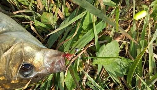 野钓大鲫鱼的三种不常规钓法，在这些鱼情中使用，效果好得出奇！