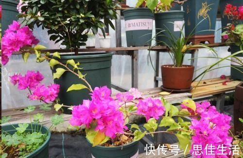 这10种花超级怕冷,再不搬进屋,小心只剩下盆了