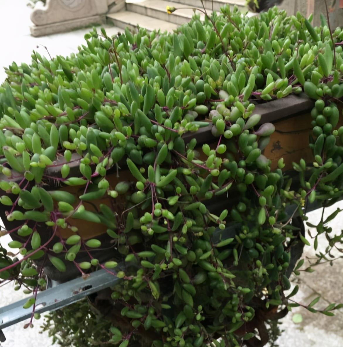 叶片|这“三多肉”扦插正当时,掰点叶片就生根,成活率比其他季节都高