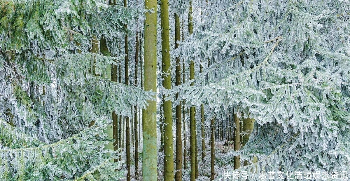 咏雪|白居易深夜被冻醒,写下一首20字小诗,新颖别致,被誉为咏雪佳作