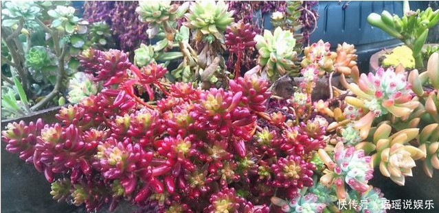 放在阳光|多肉总穿裙子,三个小动作催香气,憋白根冒侧芽,养成群生老桩