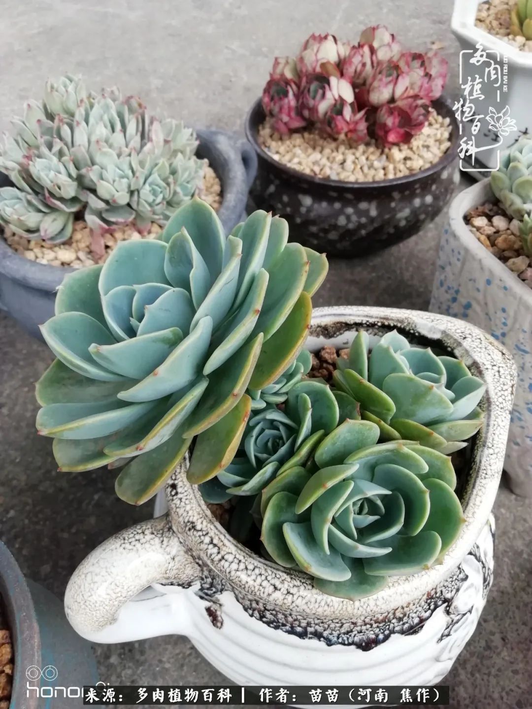 迷上多肉后，有一种喜欢叫一日看三回！