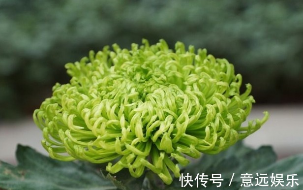 中叶柄|喜欢养花,不如养盆“菊花贵族”绿江南,似碧玉非常,高贵典雅!