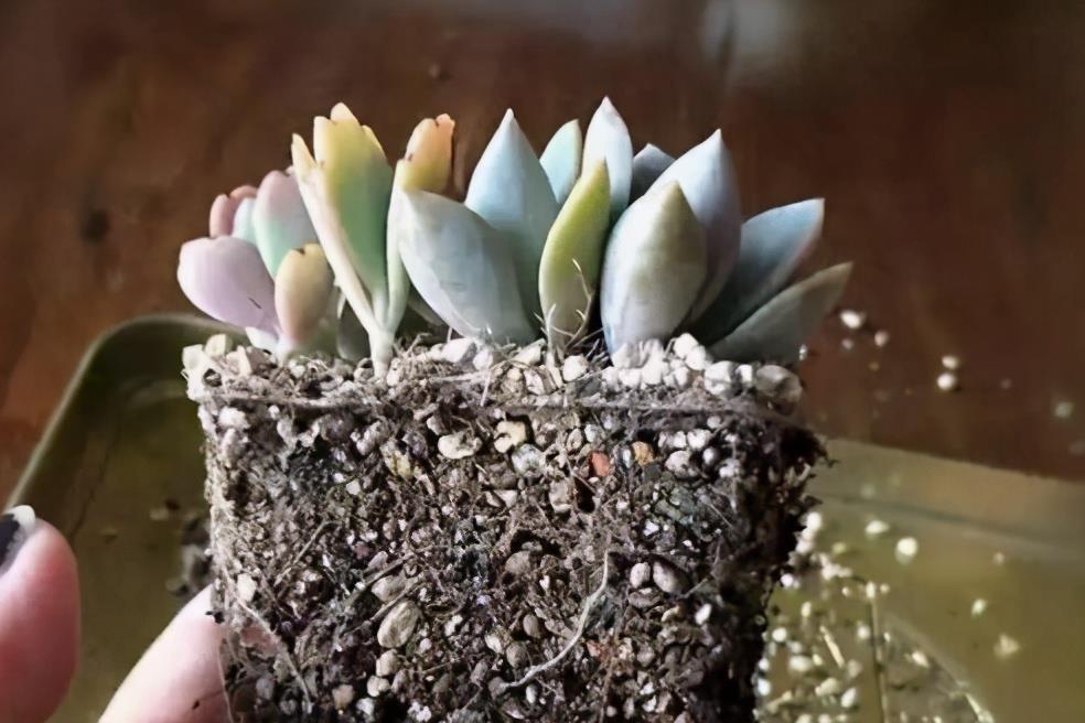 春天给多肉换盆,不仅要会“看”,还要掌握换盆小技巧