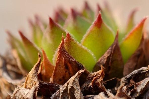 叶片|敲黑板,浅谈多肉植物中的战斗机观音莲,什么情况下需要摘心砍头