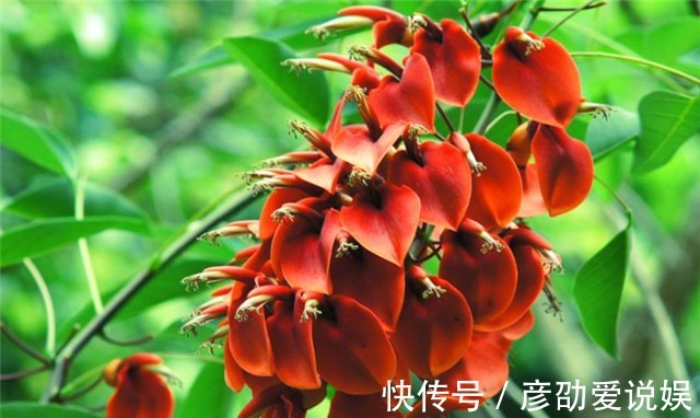 星回节|从明朝杨慎的《星回节》诗,看火把节的起源,年年六月星回节