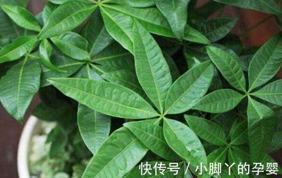 什么淘米水黄豆水都不如3种水，1个月浇2次，啥花都喜欢