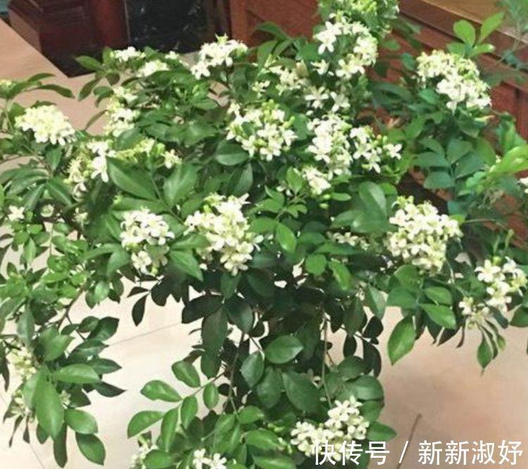 月季|几种花养家里,谁见了都喜欢,第二种已经被迷住了!